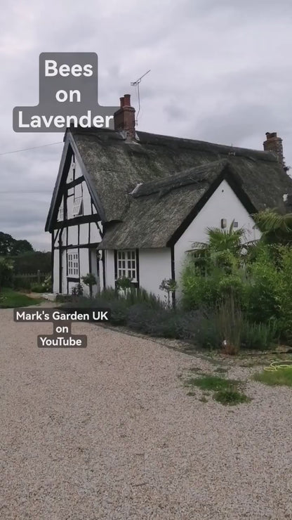 123 FARM HONEY - LAVENDER INFUSED