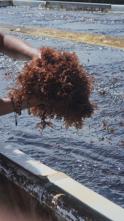 Fresh Dulse Sea Vegetable - Hawaiian Deep Sea | 1 lb