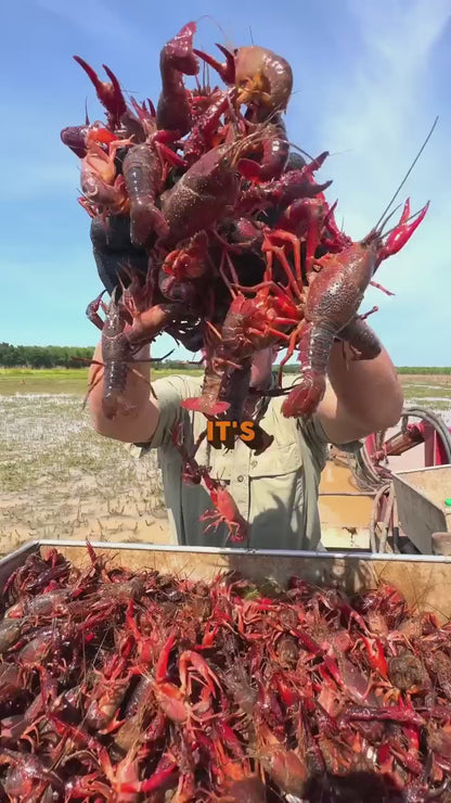 LIVE CRAWFISH BY THE POUND