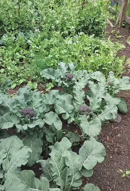 Kale & Arugula Pesto – Bold, Garlicky, Vegan, Nut-Free