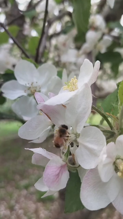 Organic Apple Cider Vinegar – Raw, Unfiltered, Naturally Fermented