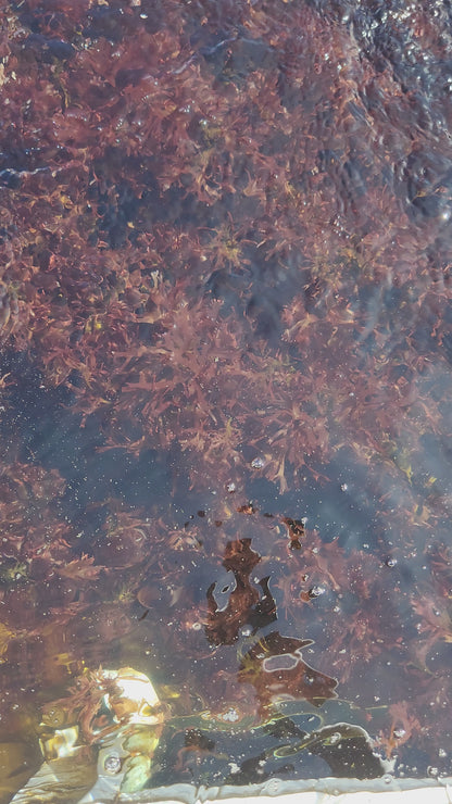 Fresh Dulse Sea Vegetable - Hawaiian Deep Sea | 1 lb