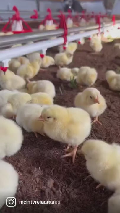 PRIMAL PASTURE Boneless Skinless Chicken Breast (1-1.25lb)