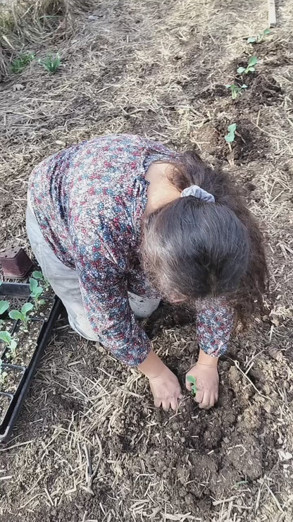 Spicy Fava Bean Hummus with Cayenne & Herbs – Bold, Savory & Warming