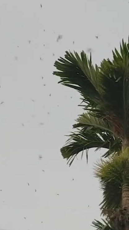 White Premium Bird's Nest Grade AAA (100g)