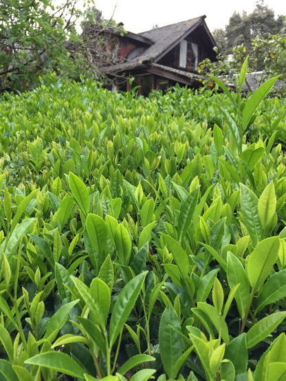 Hawaii Grown White Tea – Forest Grown Aloha Aina Tea in Paper Filter Bags (1 oz)